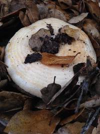 Lactarius alnicola image