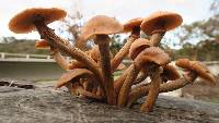 Armillaria mellea image