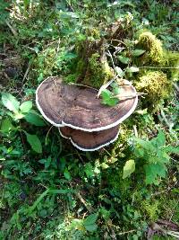 Ganoderma applanatum image