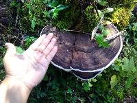 Ganoderma applanatum image