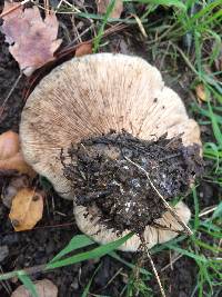 Clitocybe brunneocephala image