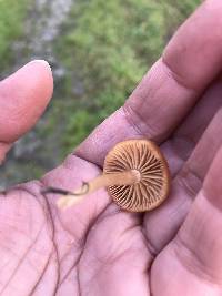 Tubaria furfuracea image