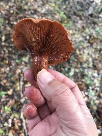 Lactarius rufulus image