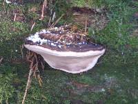 Fomitopsis pinicola image