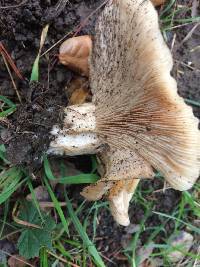 Clitocybe brunneocephala image