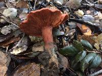 Lactarius rufulus image