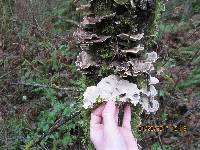 Trametes versicolor image