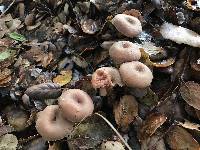 Laccaria amethysteo-occidentalis image