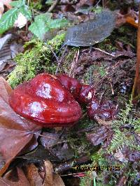 Ganoderma oregonense image