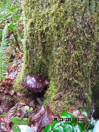 Ganoderma oregonense image