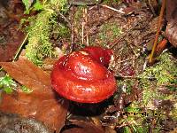 Ganoderma oregonense image