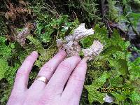 Lobaria pulmonaria image