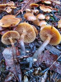 Galerina marginata image