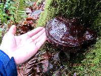 Ganoderma oregonense image