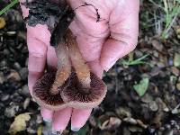 Laccaria amethysteo-occidentalis image