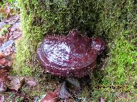 Ganoderma oregonense image