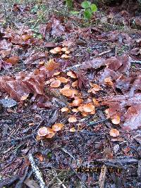 Galerina marginata image