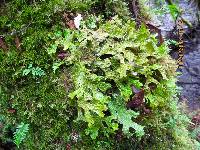 Lobaria pulmonaria image