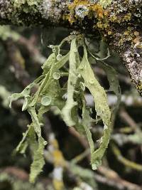 Ramalina leptocarpha image