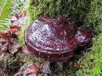 Ganoderma oregonense image