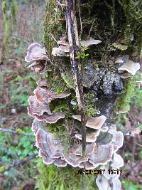 Trametes versicolor image