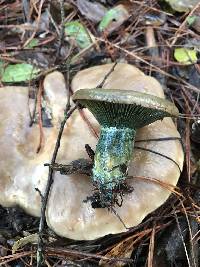 Lactarius deliciosus image