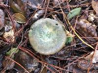 Lactarius deliciosus image