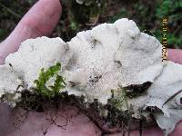 Trametes versicolor image