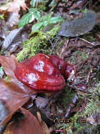 Ganoderma oregonense image