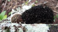 Hexagonia hydnoides image