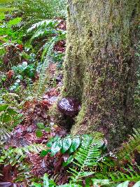 Ganoderma oregonense image