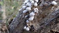 Schizophyllum commune image