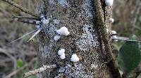 Schizophyllum commune image