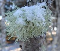 Ramalina farinacea image