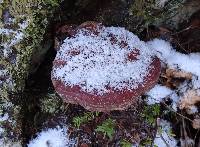 Ganoderma oregonense image