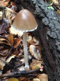 Psathyrella longipes image