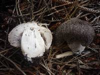 Tricholoma terreum image