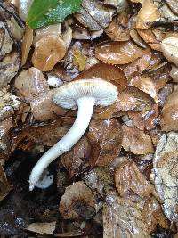 Amanita calyptratoides image