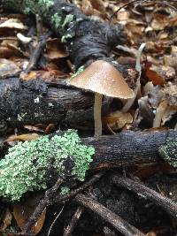 Psathyrella longipes image