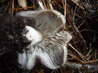 Tricholoma terreum image