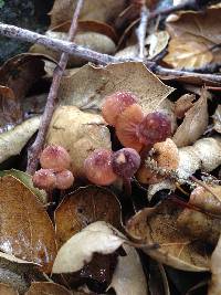 Mycena californiensis image