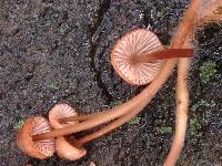 Mycena californiensis image