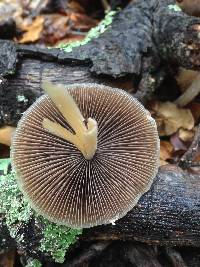 Psathyrella longipes image