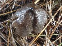 Tricholoma terreum image