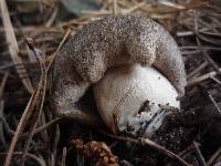 Tricholoma terreum image