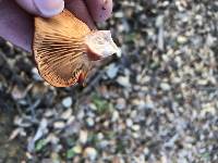 Lactarius rufulus image