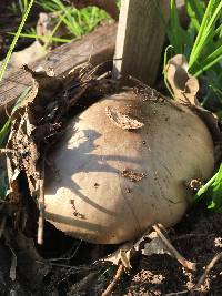 Volvariella gloiocephala image