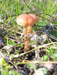 Tubaria furfuracea image