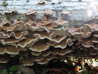 Trametes versicolor image