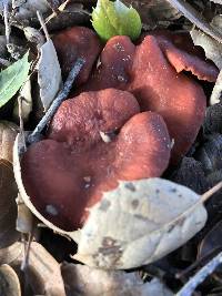 Lactarius rufulus image